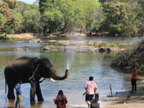 Activities At Dubare Elephant Camp