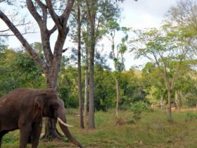 Exploring the Flora and Fauna of Dubare Elephant Camp