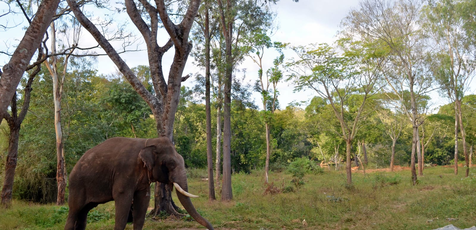 Exploring the Flora and Fauna of Dubare Elephant Camp