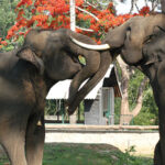 A Day in the Life of an Elephant Mahout at Dubare