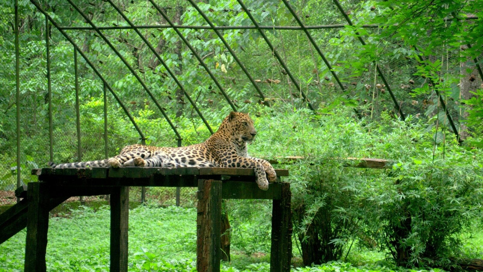 Bondla Wildlife Sanctuary, Goa