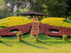 Butterfly Park Chandigarh - Timings, Entry Ticket, Best Season, Attractions & More