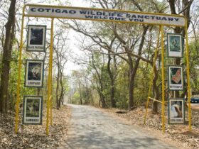 Popular Wildlife Sanctuaries in Goa